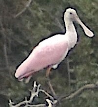 Roseate Spoonbill - ML646525179