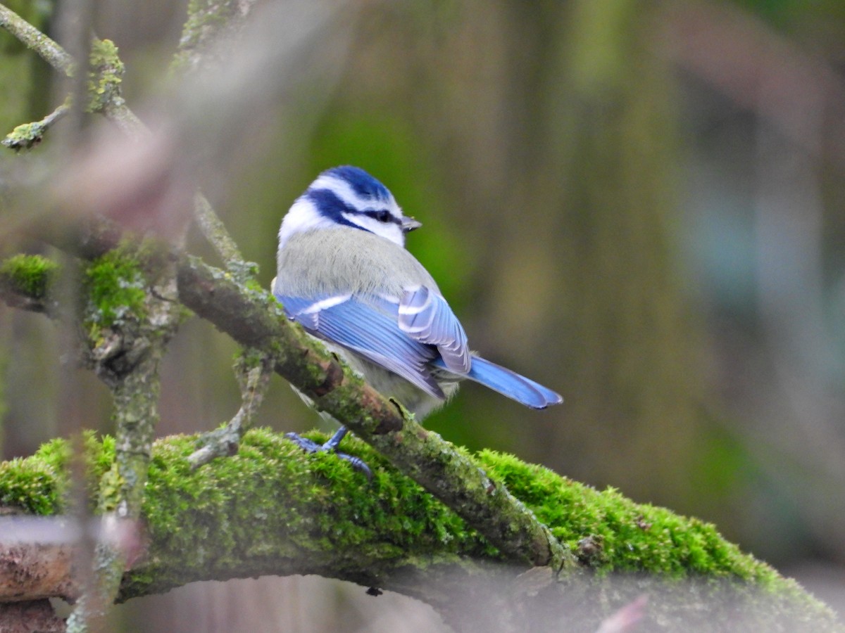 Лазоревка - ML646525180