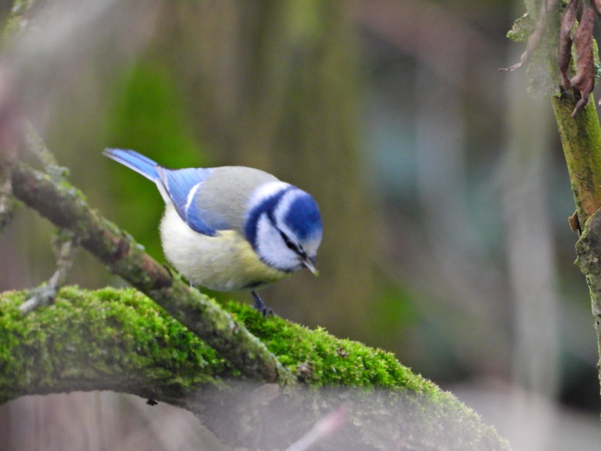 Eurasian Blue Tit - ML646525181