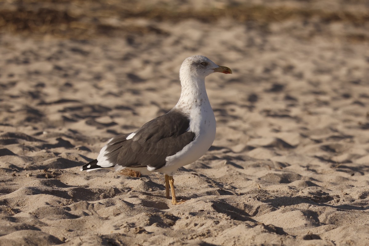 Клуша - ML646525184