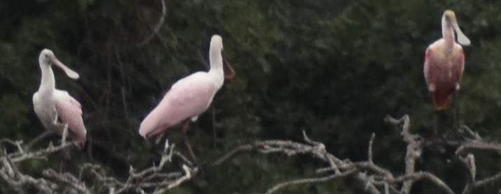 Roseate Spoonbill - ML646525185