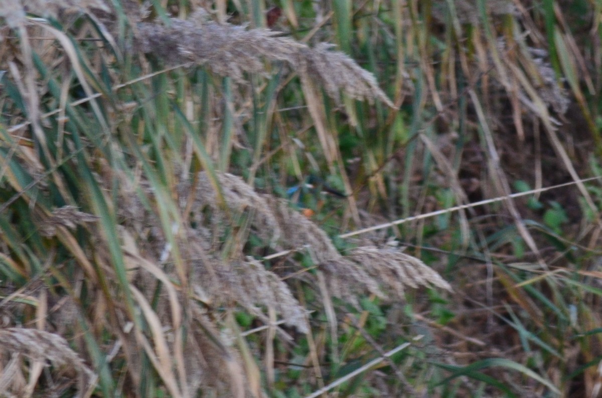 カワセミ - ML646525190