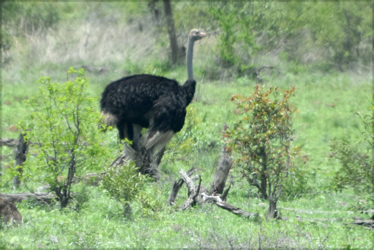 slettestruts - ML646525191