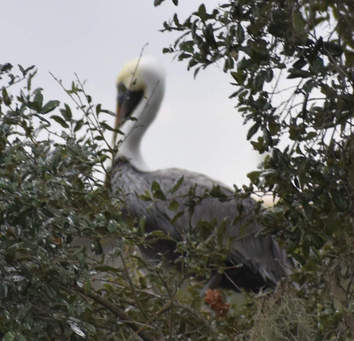 Brown Pelican - ML646525193
