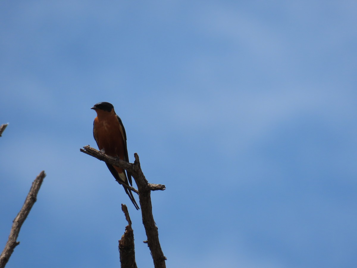 Рыжегрудая ласточка - ML646525194