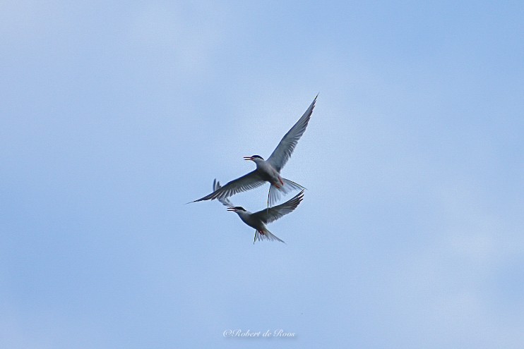 Речная крачка - ML646525195