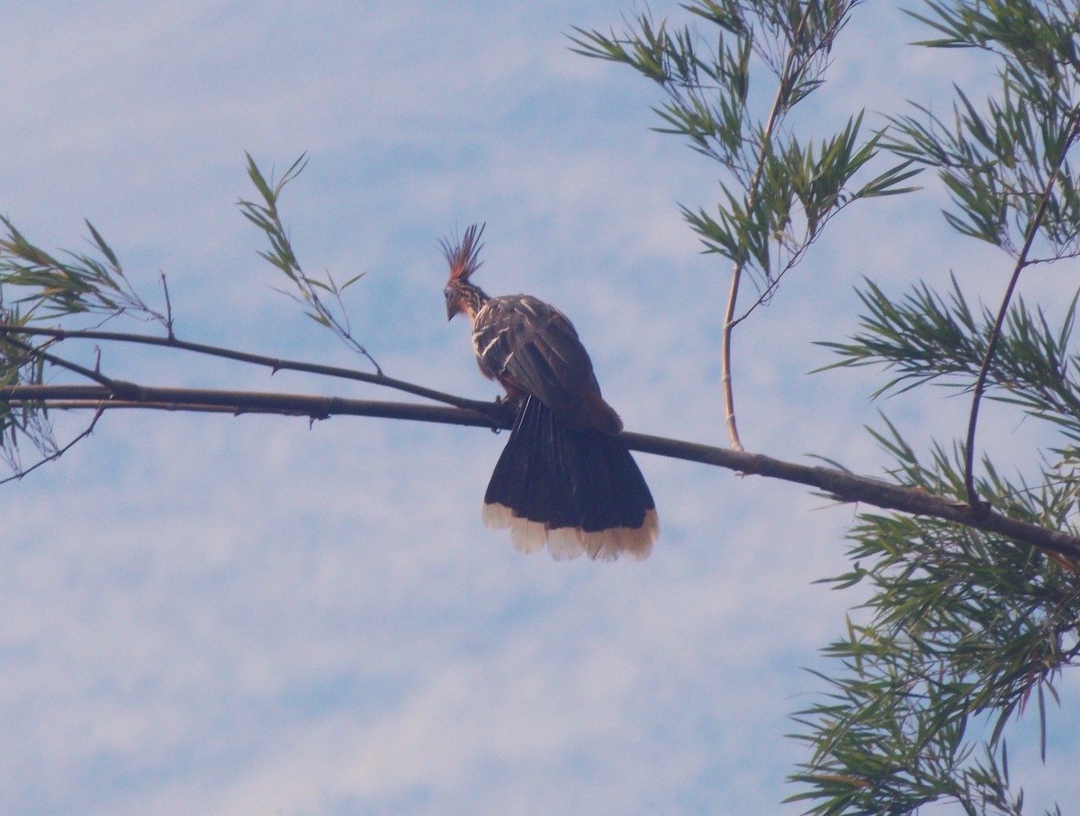 Гоацин - ML646525196