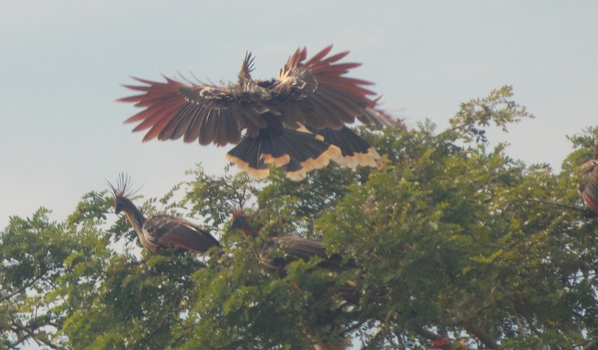 Гоацин - ML646525197