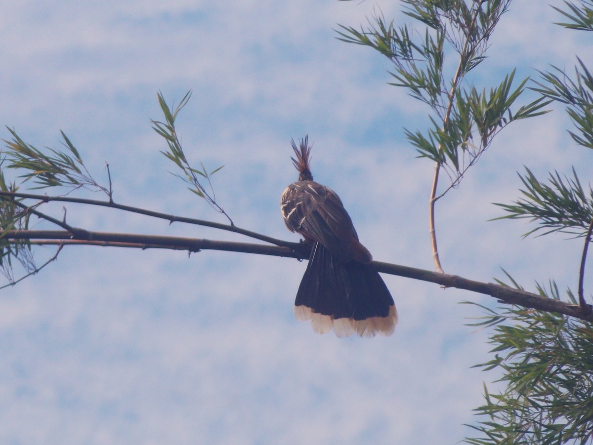 Гоацин - ML646525198