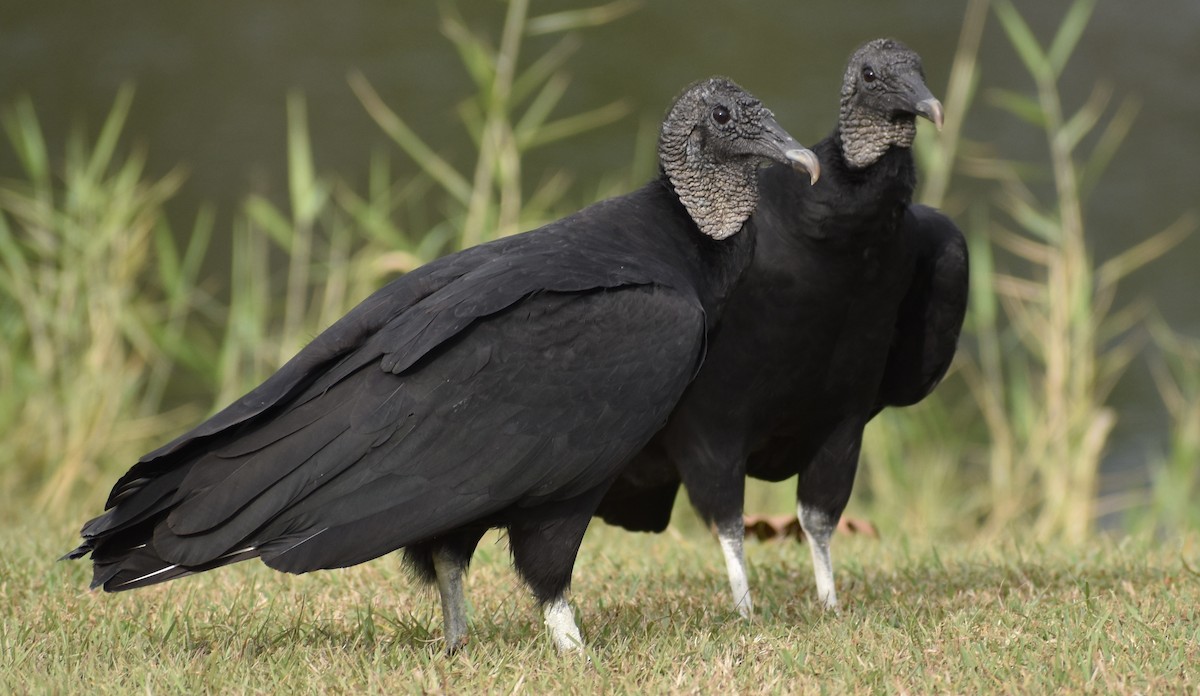 Чёрная катарта - ML646525200