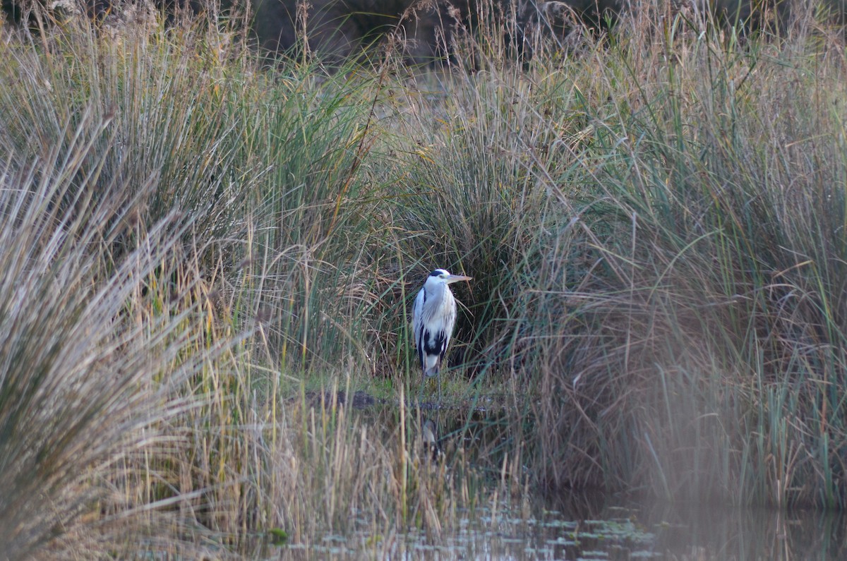 アオサギ - ML646525202