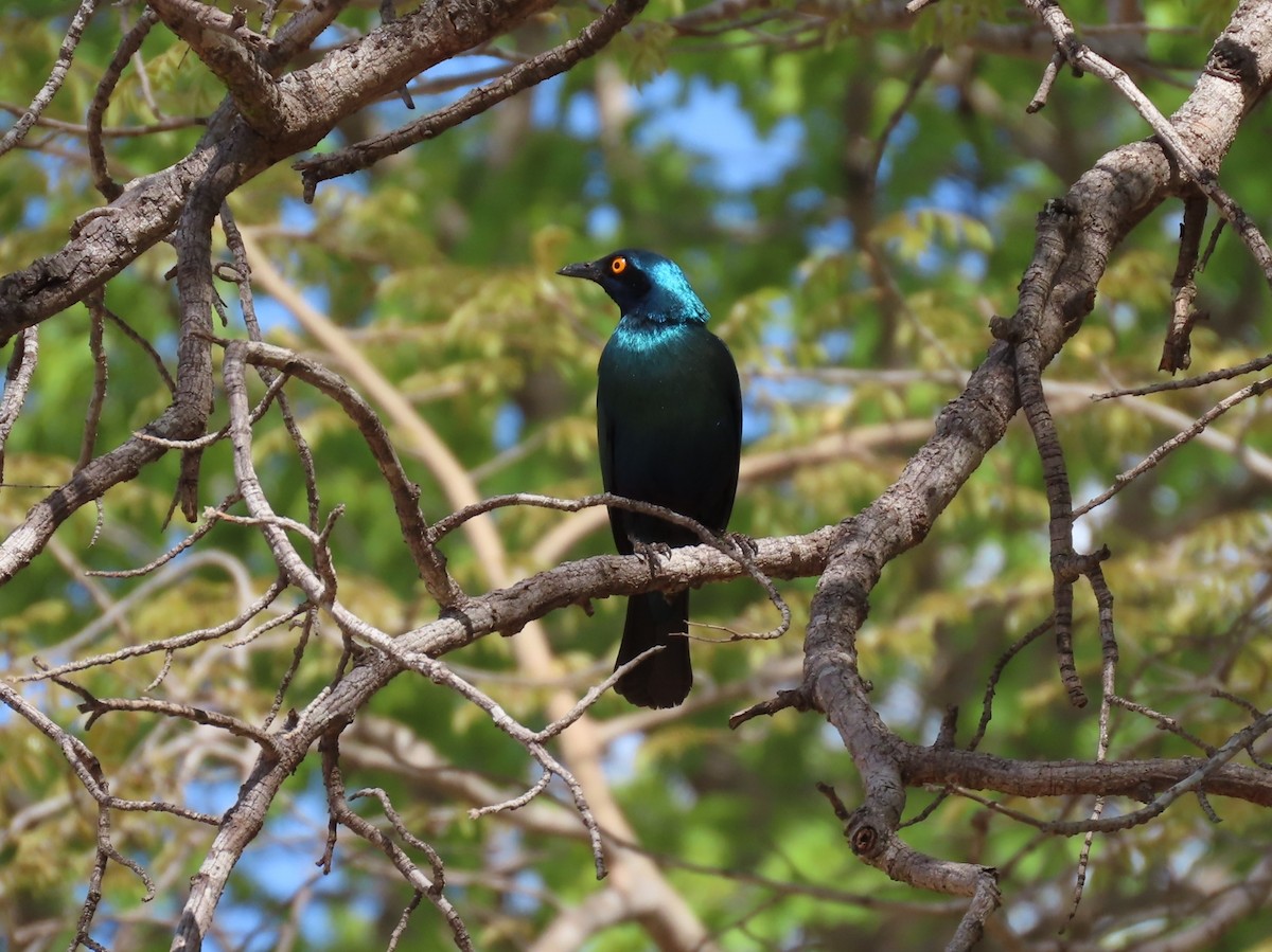 Капский спрео - ML646525203