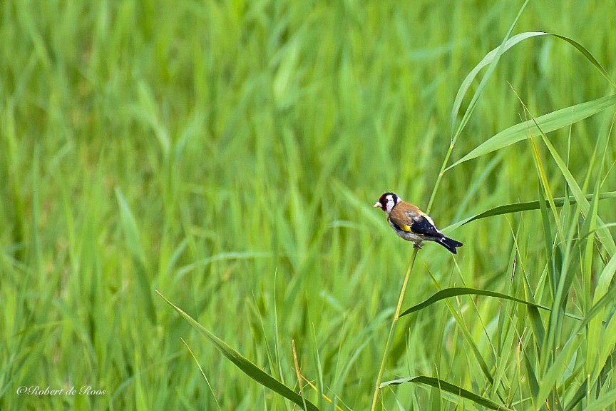 Щегол - ML646525204