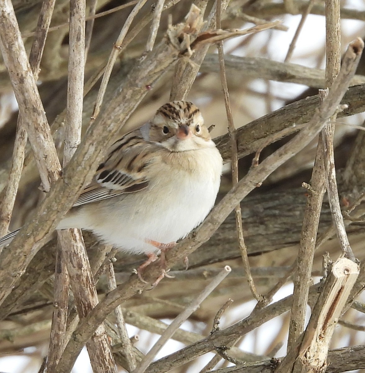 Clay-colored Sparrow - ML646525207
