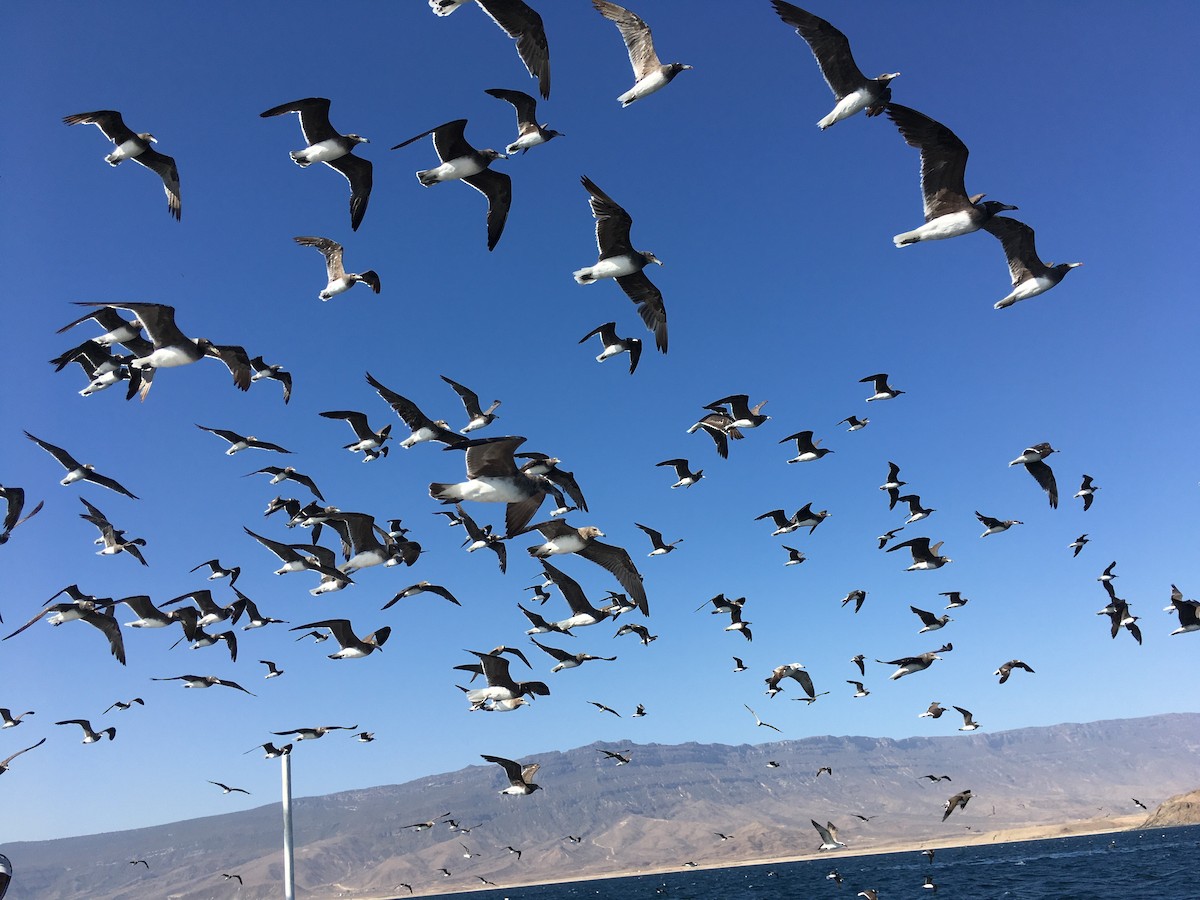 Аденская чайка - ML646525208