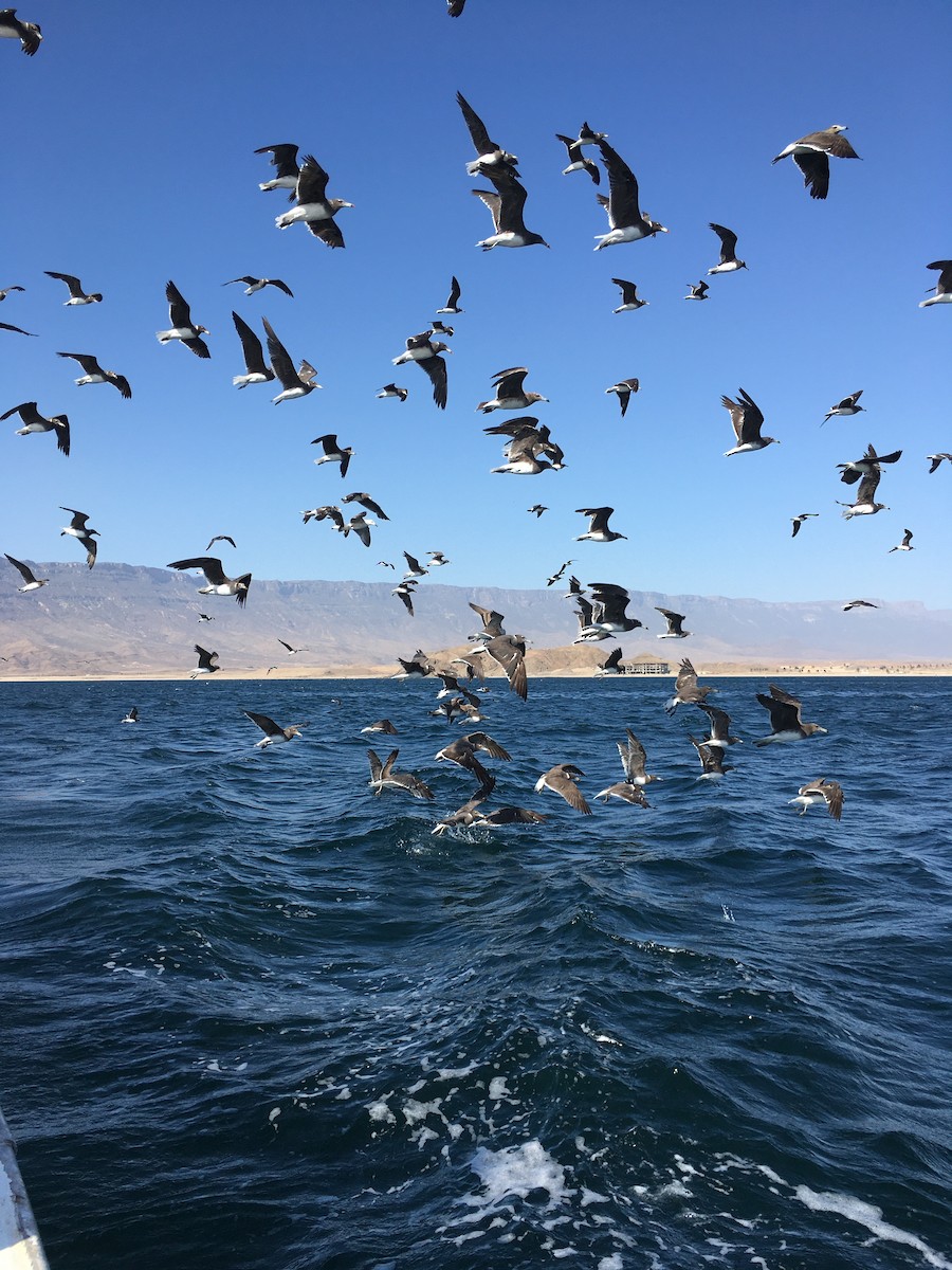 Аденская чайка - ML646525209