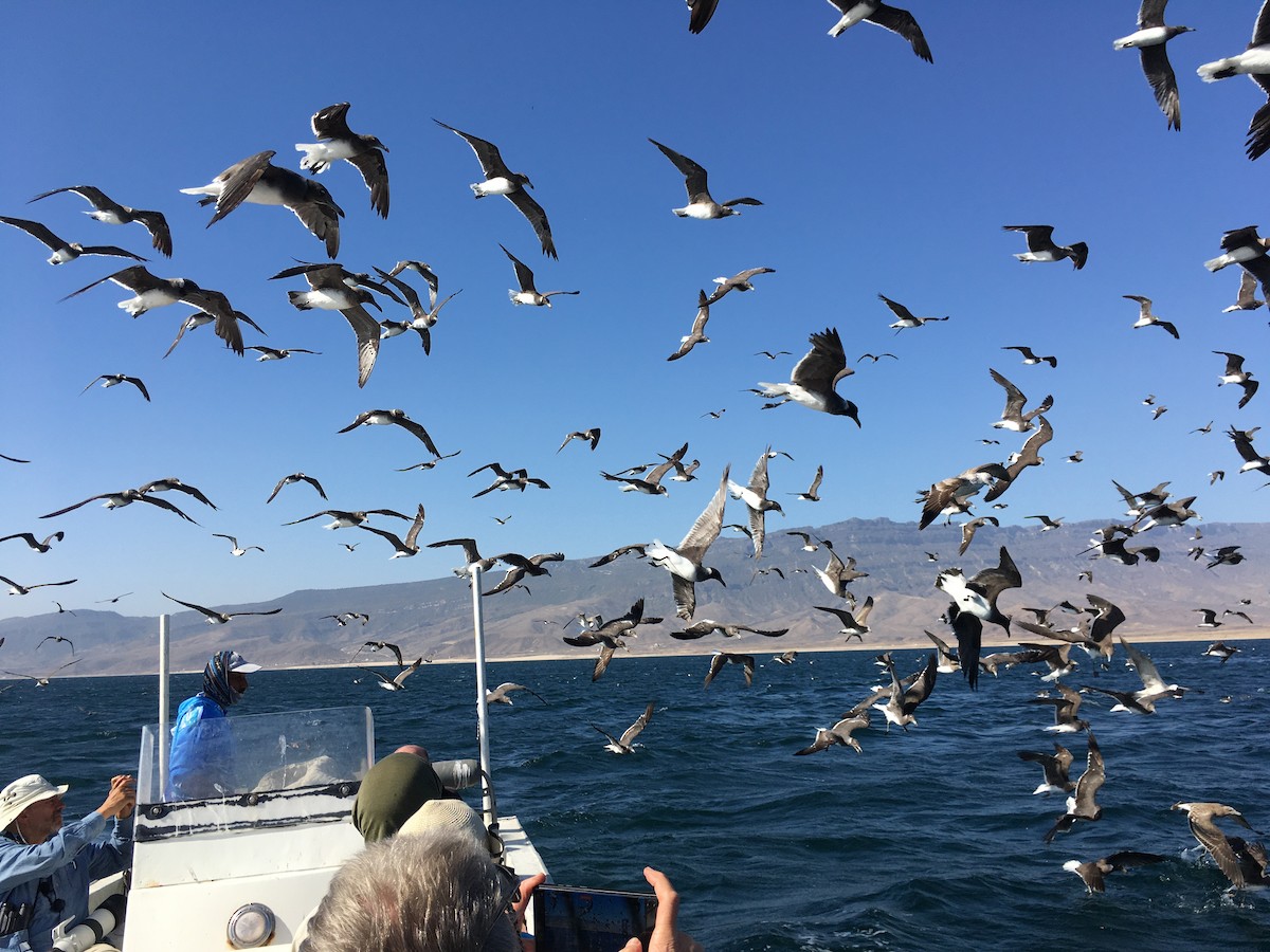 Аденская чайка - ML646525210