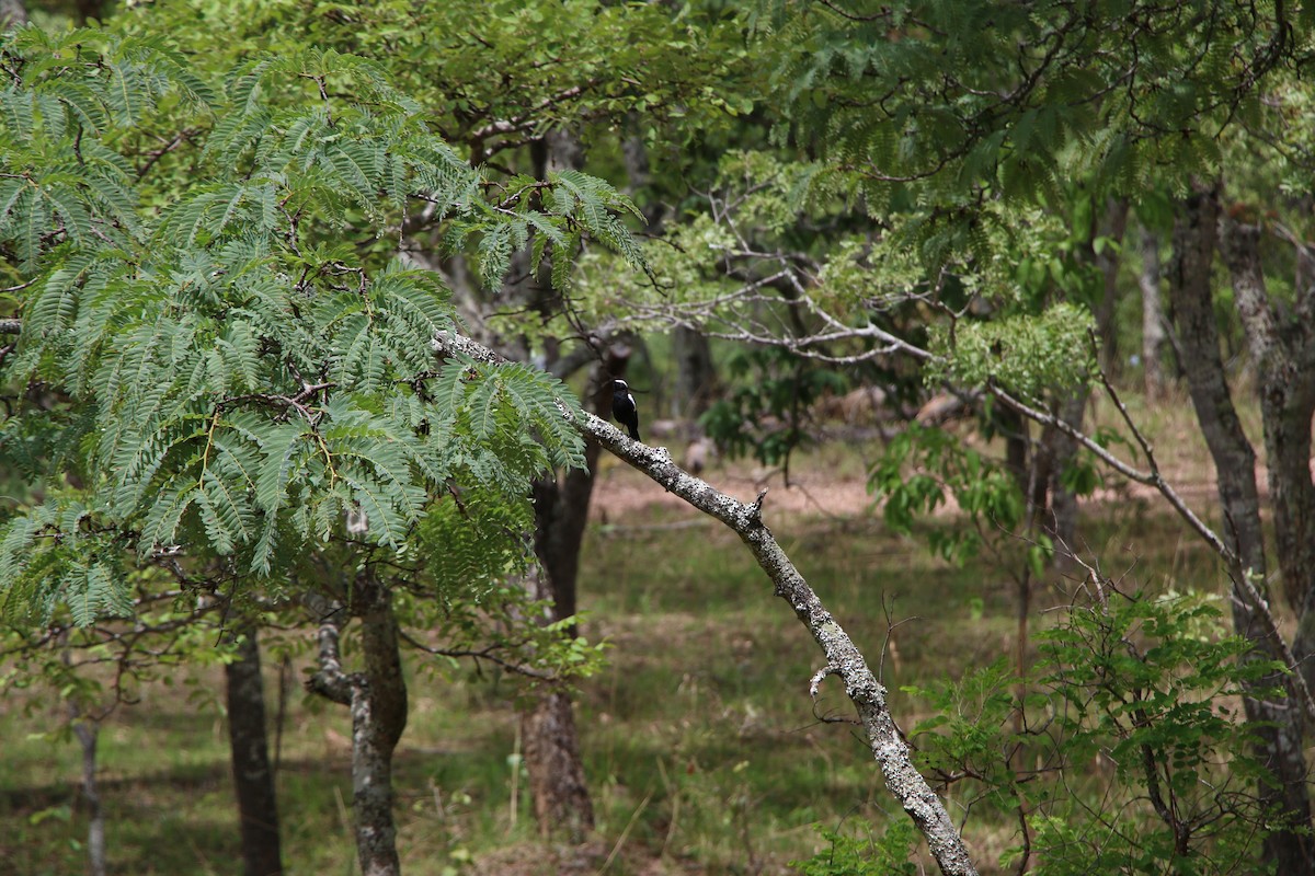 Белоплечая термитница - ML646525214