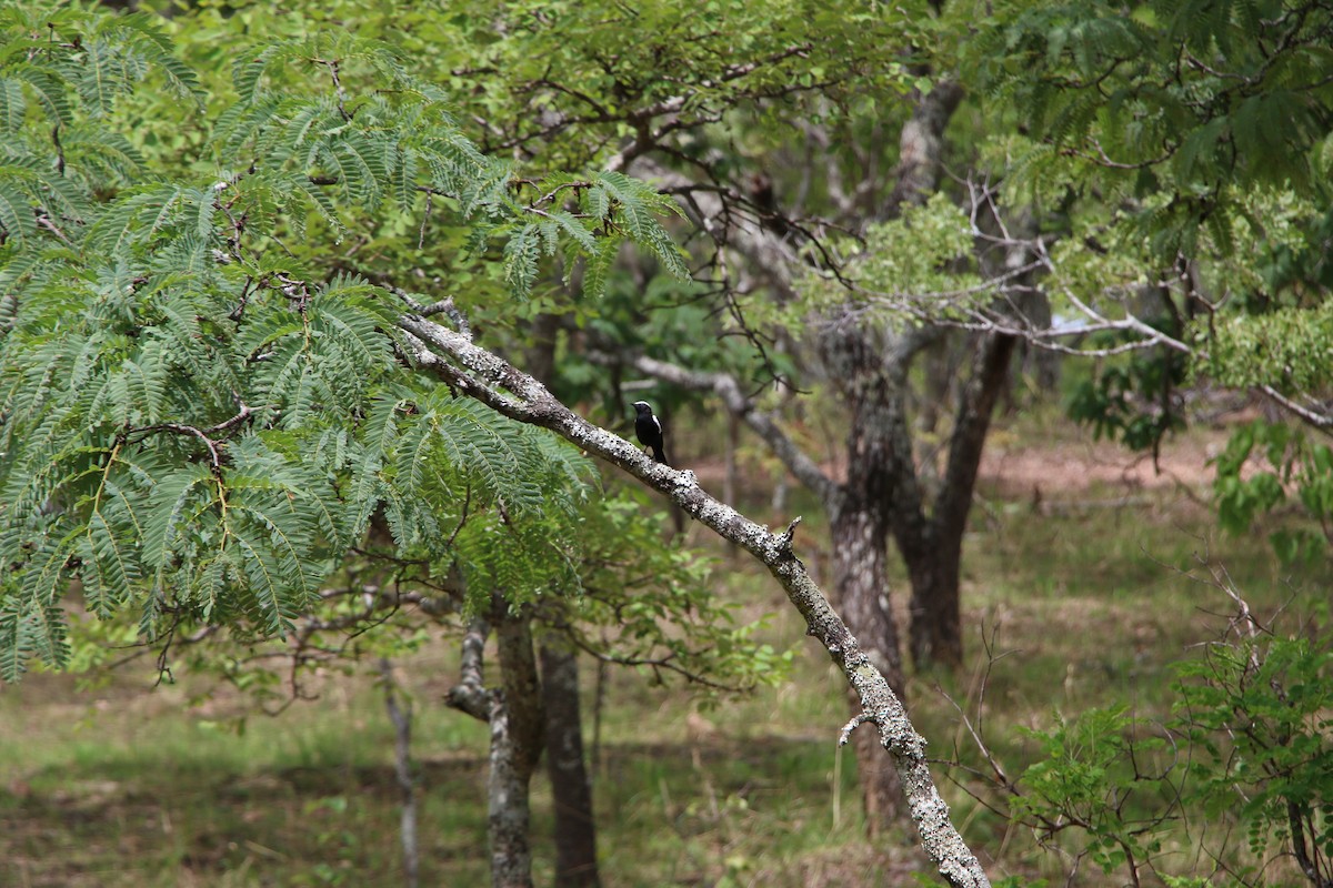Белоплечая термитница - ML646525215