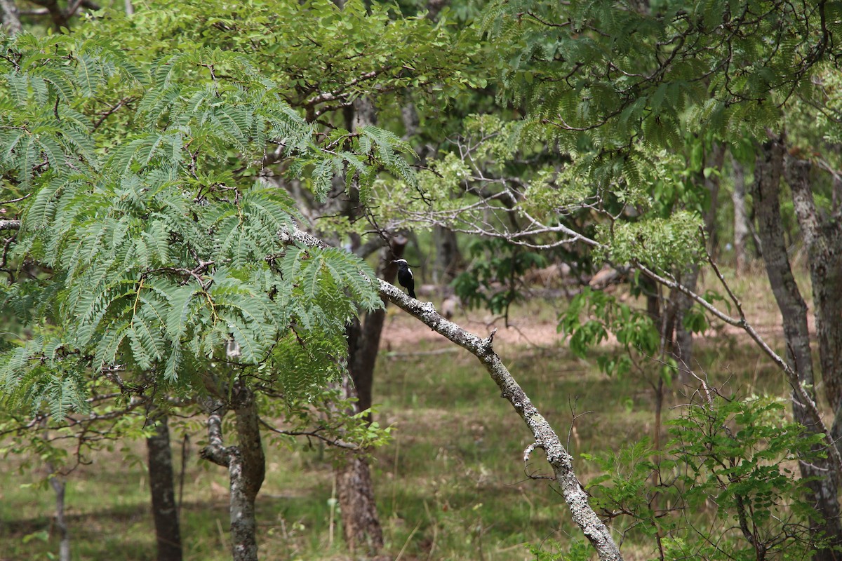 Белоплечая термитница - ML646525216