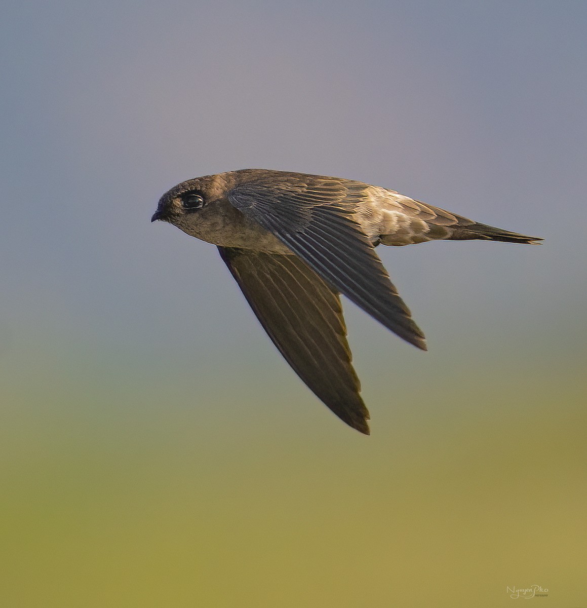 White-nest Swiftlet - ML646525217