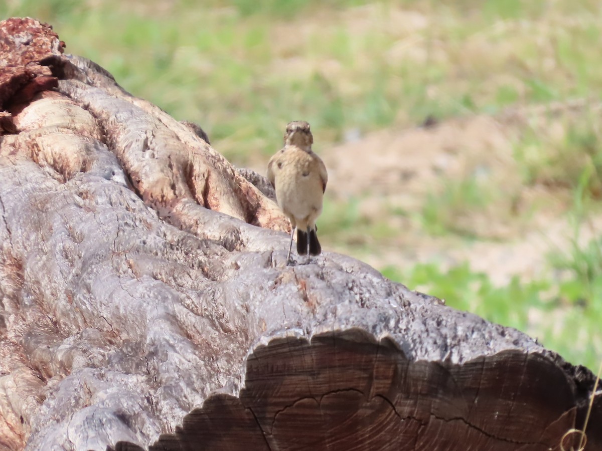 Черношапочная каменка - ML646525218