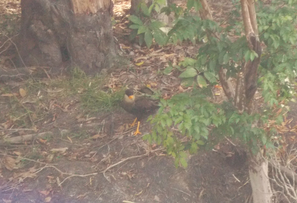 Равнинная каракара - ML646525219