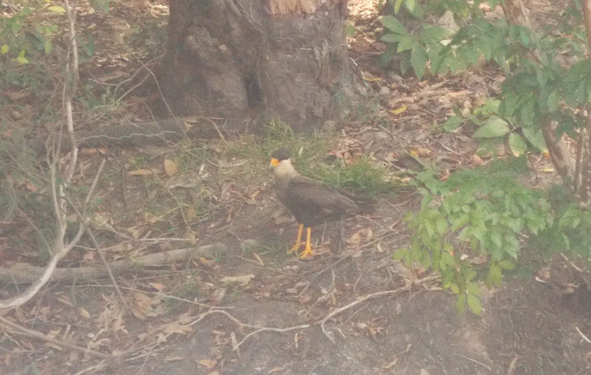 Равнинная каракара - ML646525220