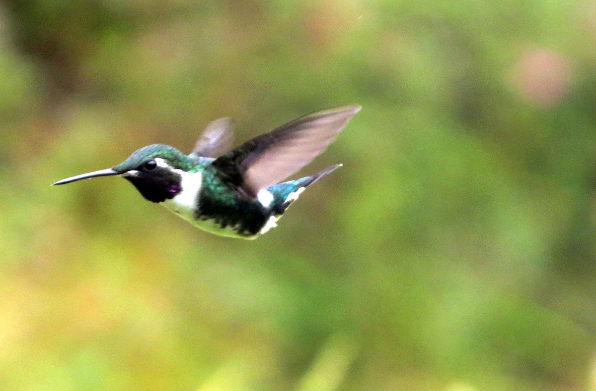 Острохвостый эльф - ML646525221