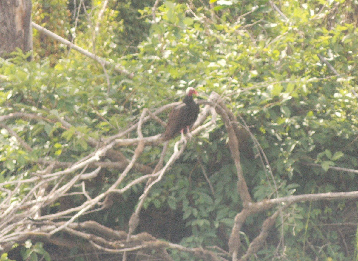 Turkey Vulture - ML646525223