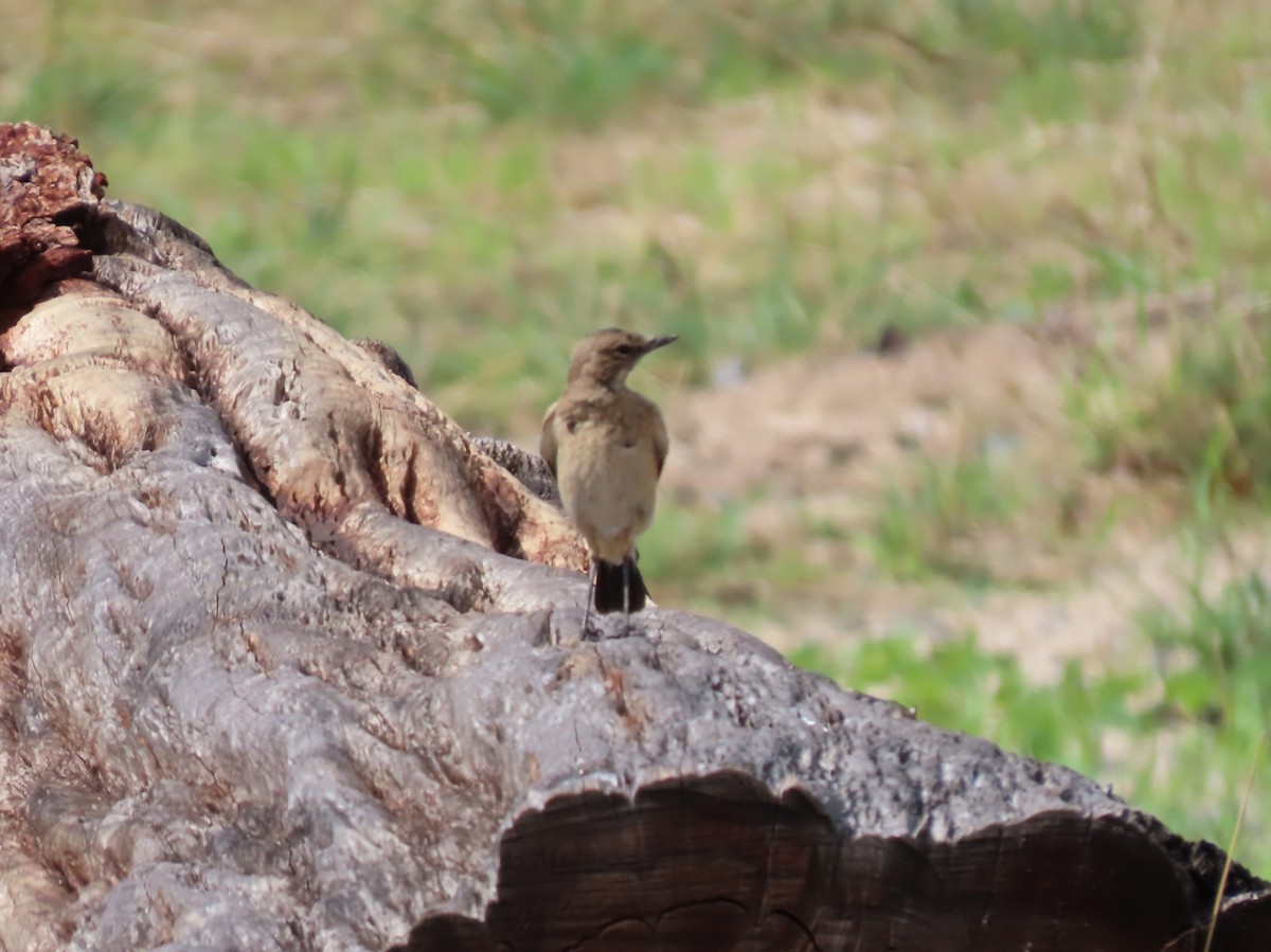 Traquet du Cap - ML646525234