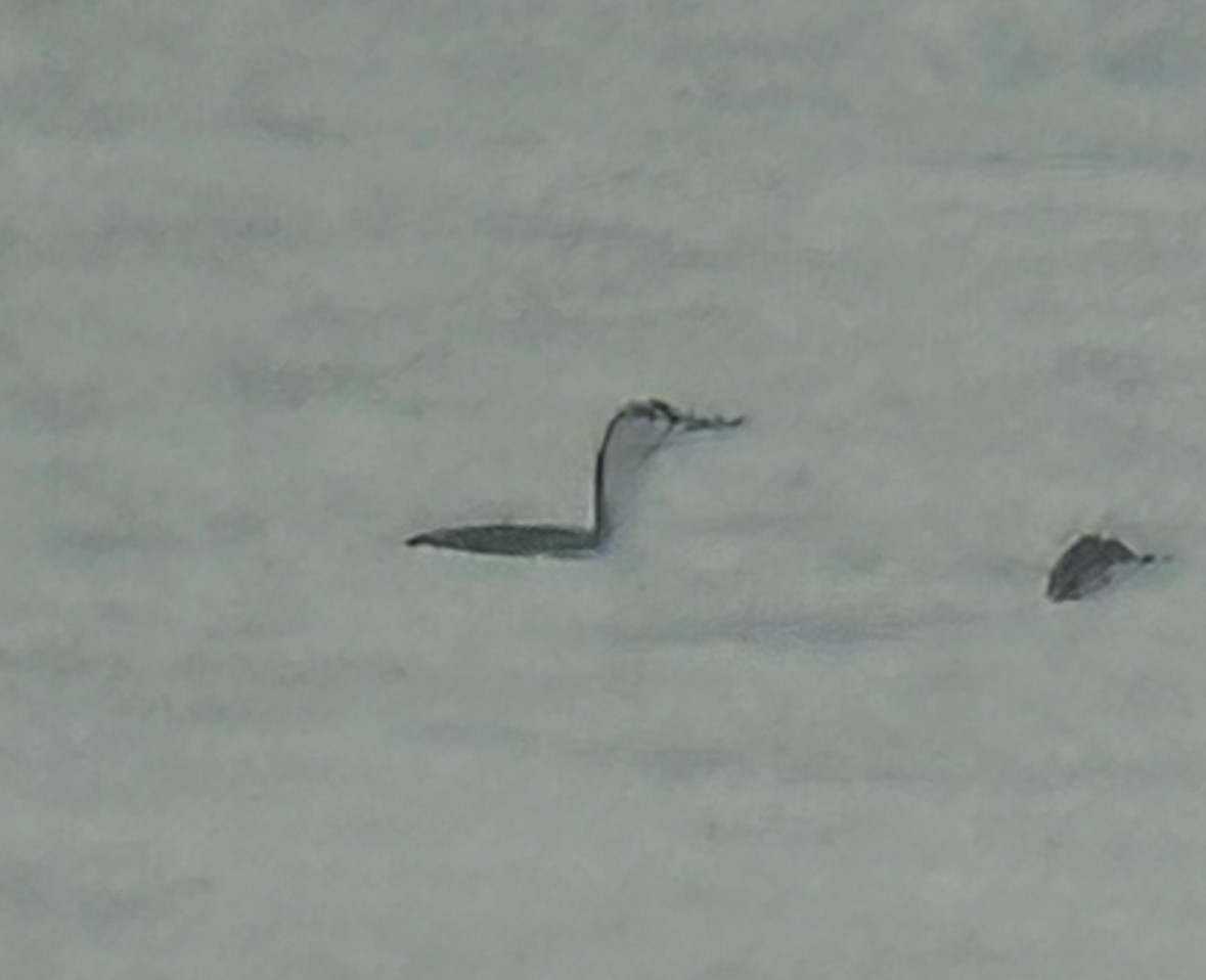 potáplice malá - ML646525242