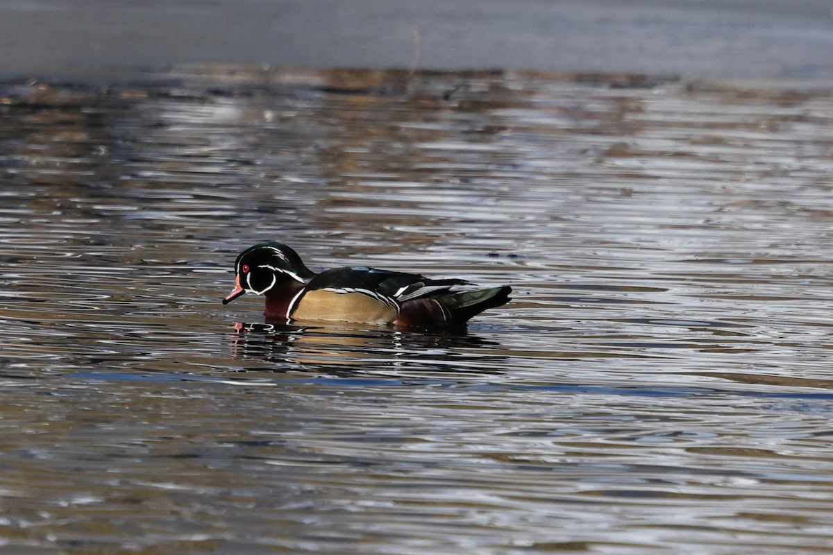 Wood Duck - ML646525244