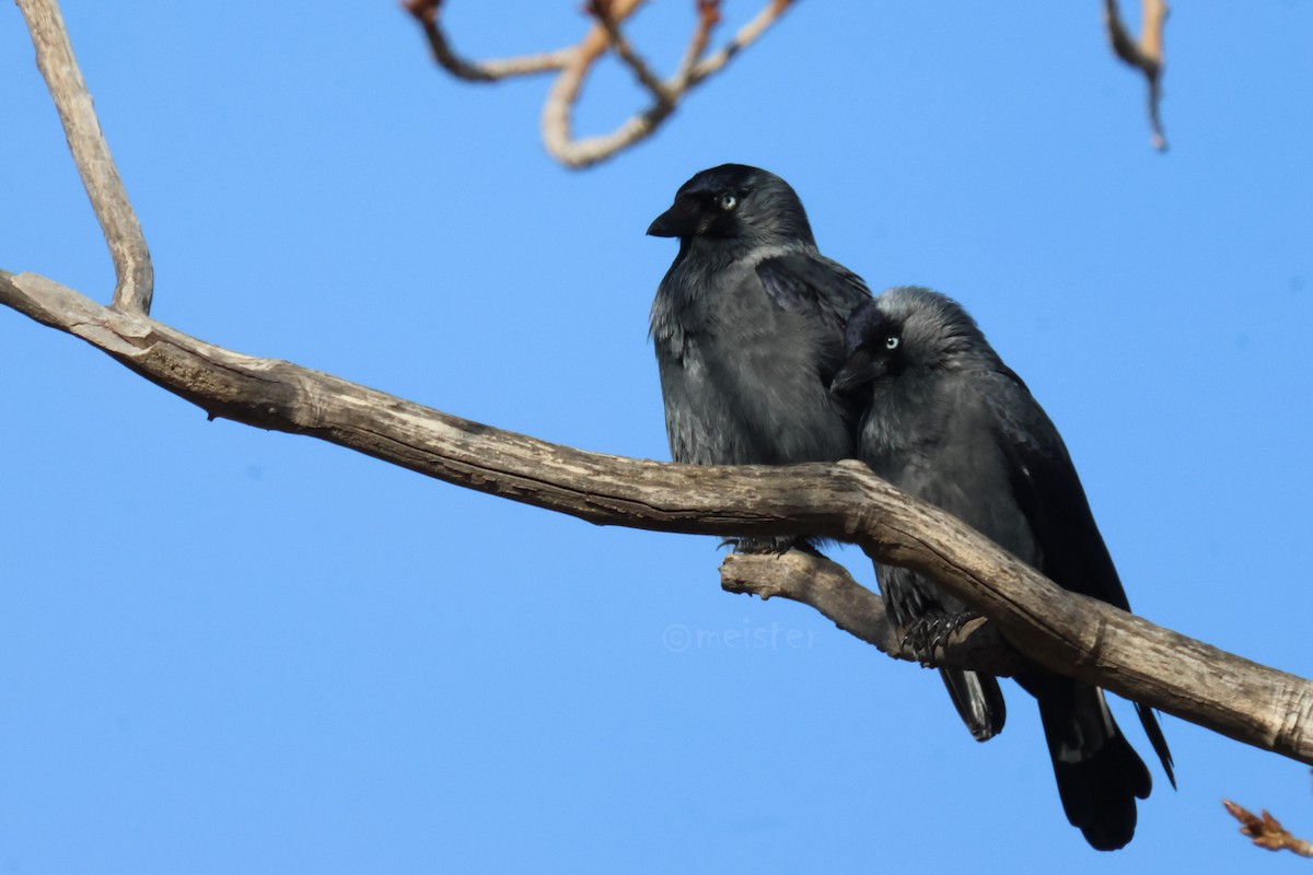 Eurasian Jackdaw - ML646525245