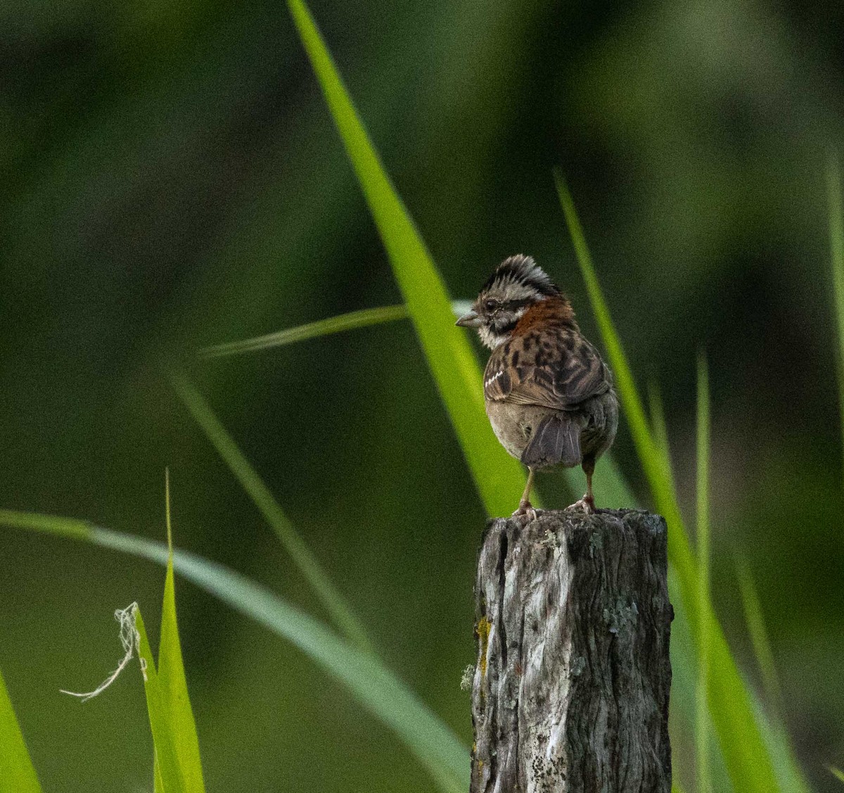 Rufous-collared Sparrow - ML646525246