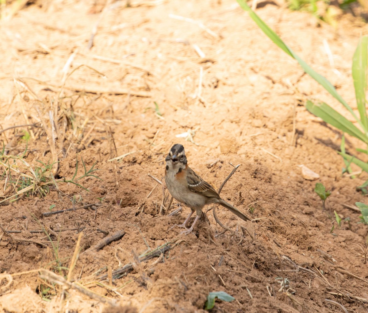 Rufous-collared Sparrow - ML646525247