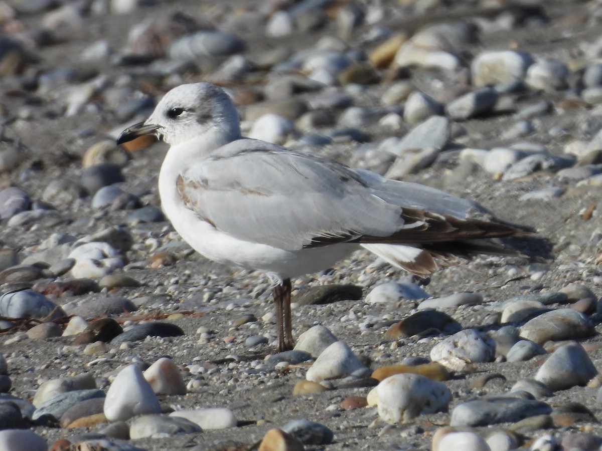 svartehavsmåke - ML646525250