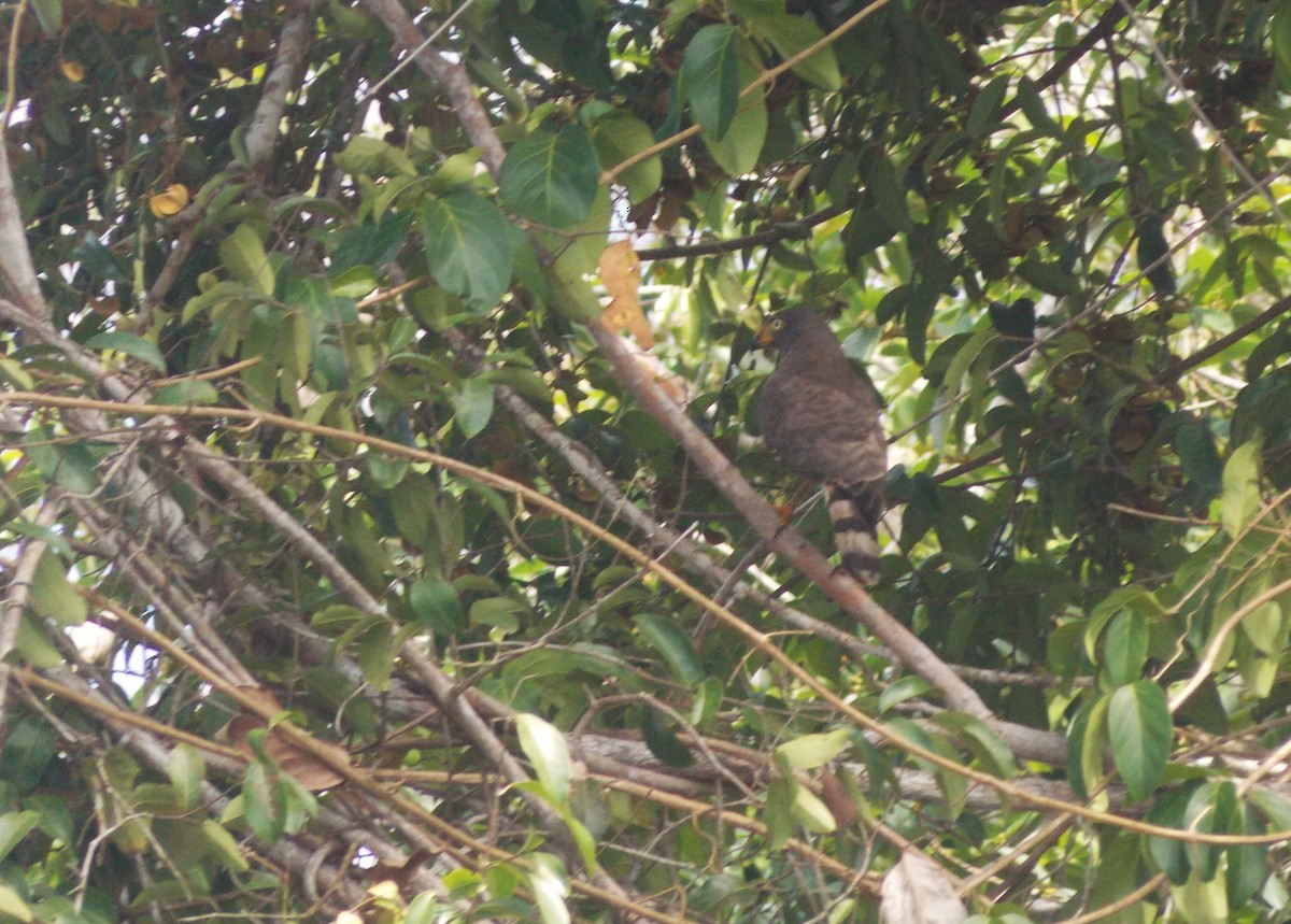Roadside Hawk - ML646525253