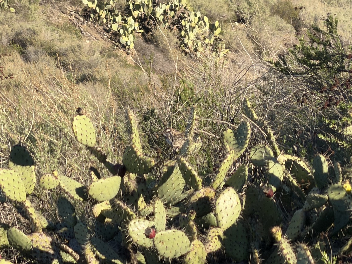 Cactus Wren - ML646525254