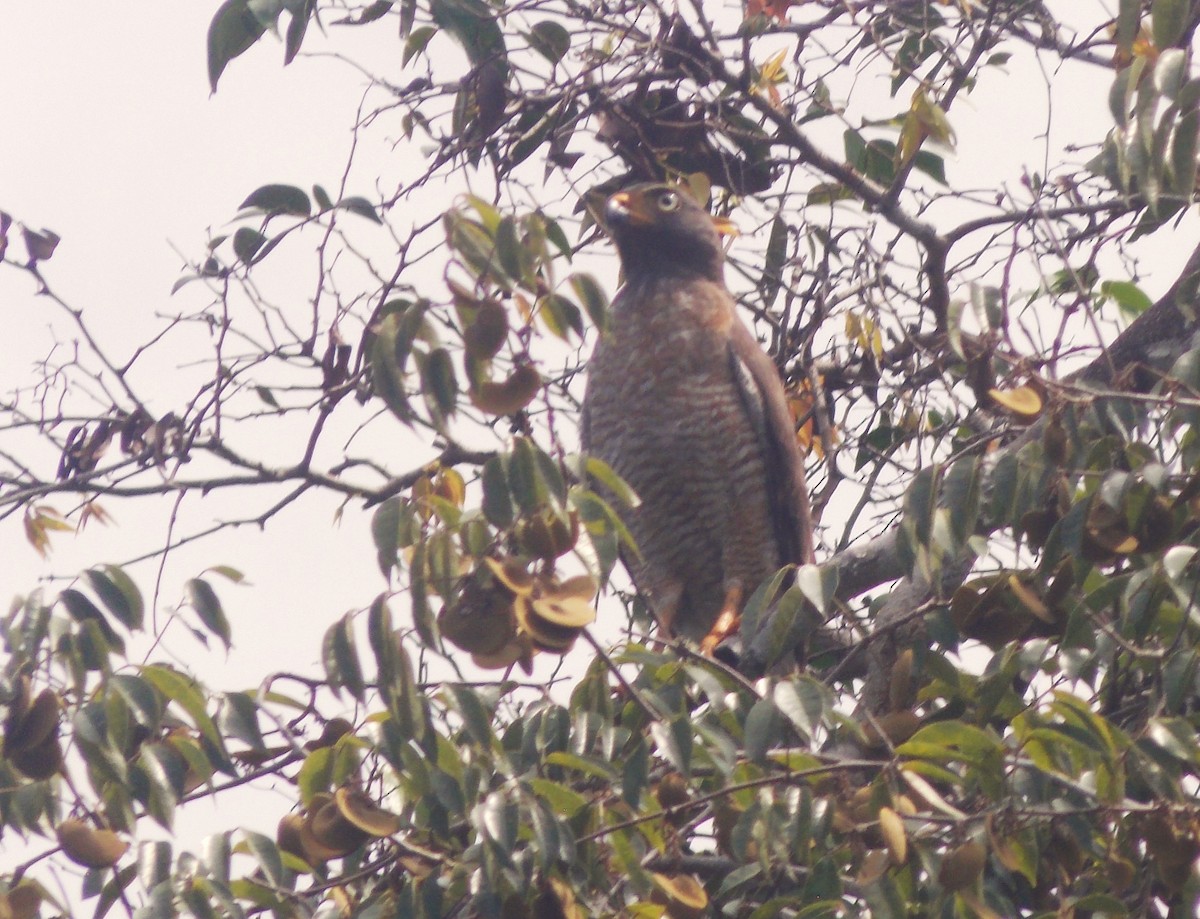 Roadside Hawk - ML646525255