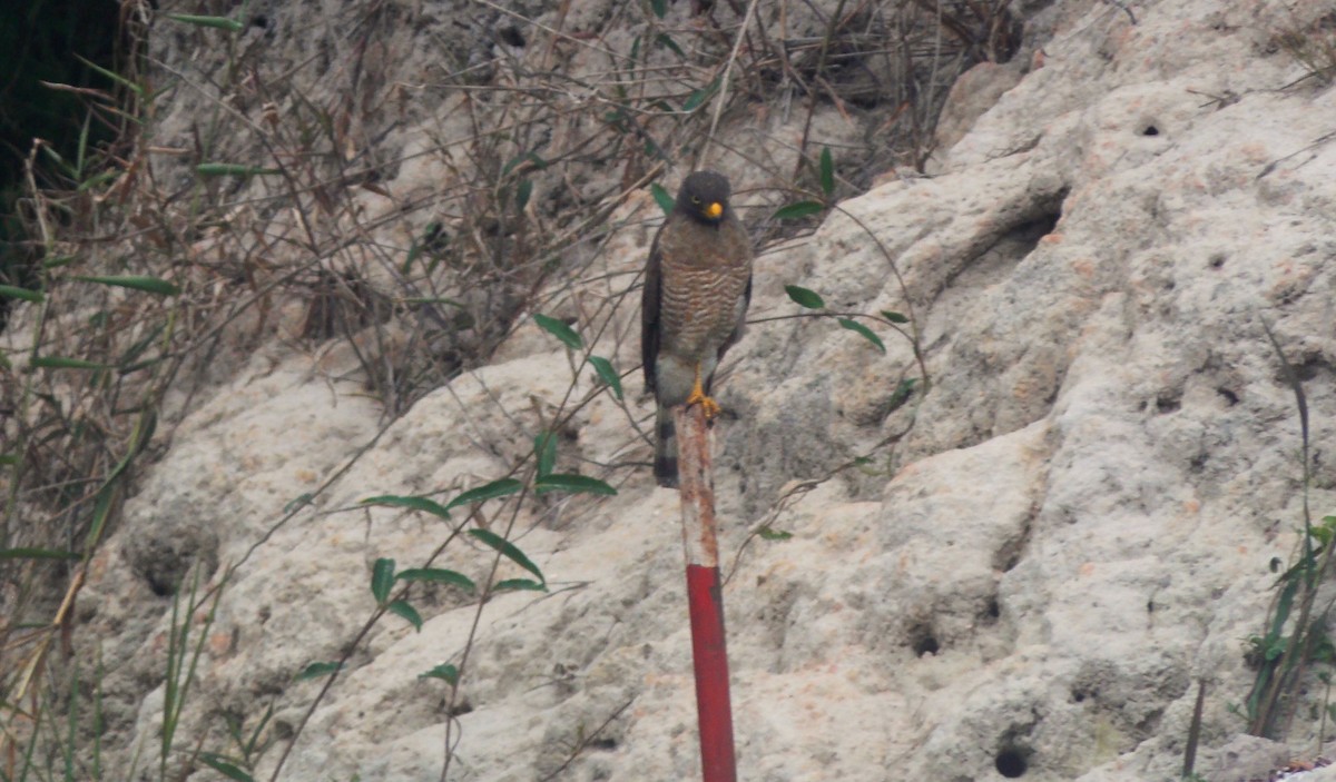 Roadside Hawk - ML646525257