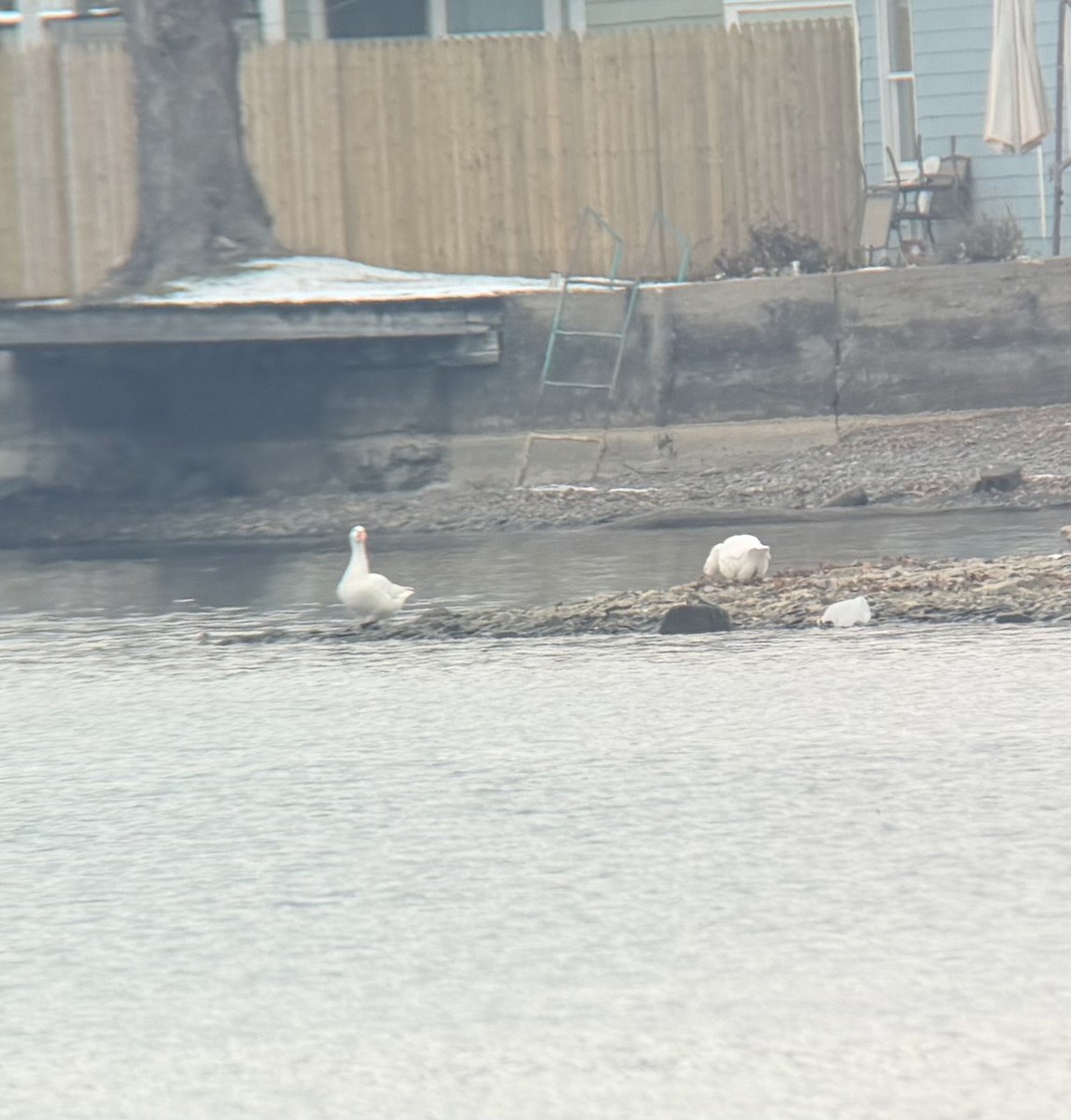 Domestic goose sp. (Domestic type) - ML646525259