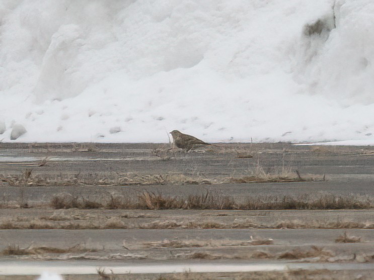 Chestnut-collared Longspur - ML646525263