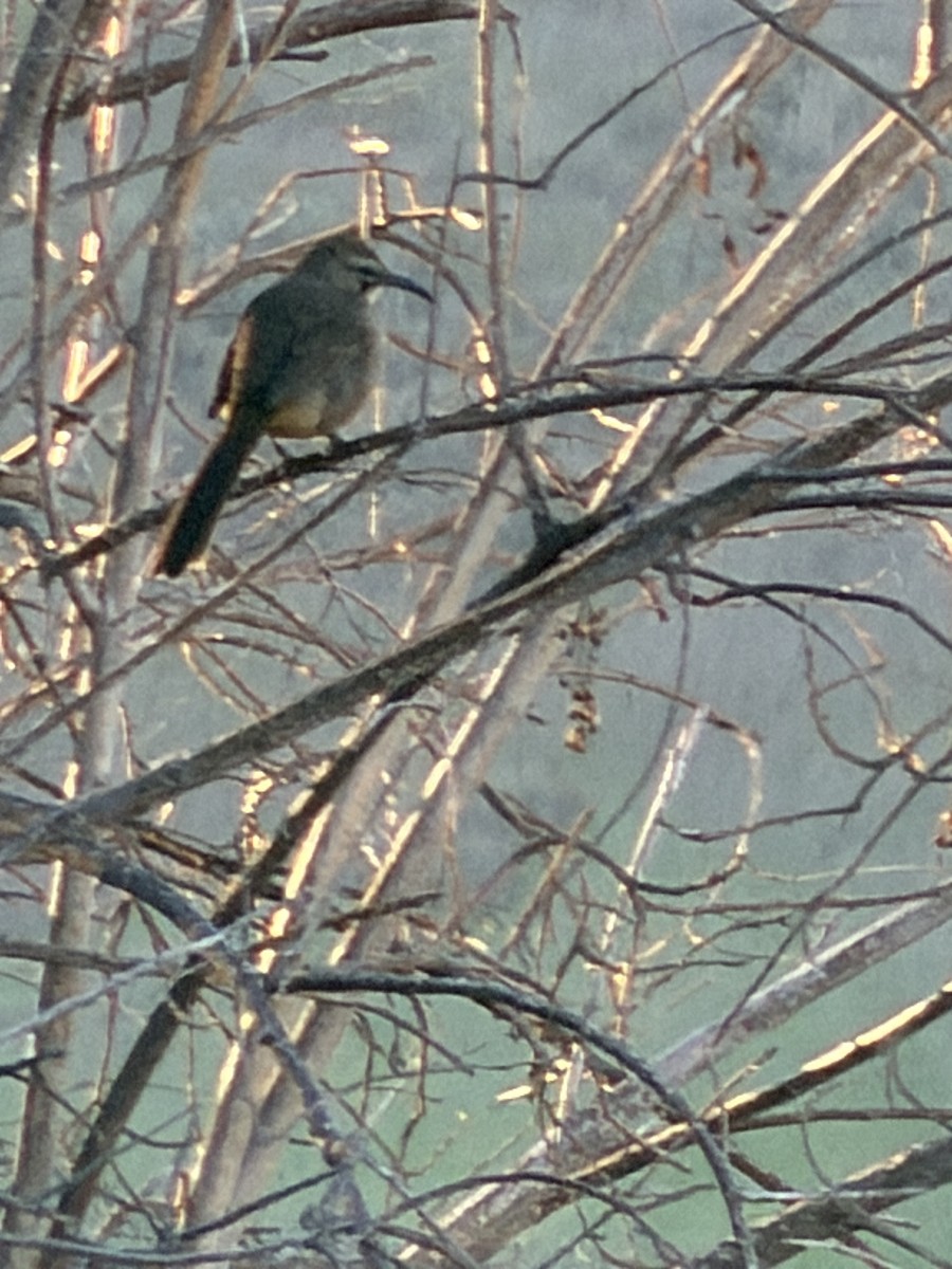 California Thrasher - ML646525265