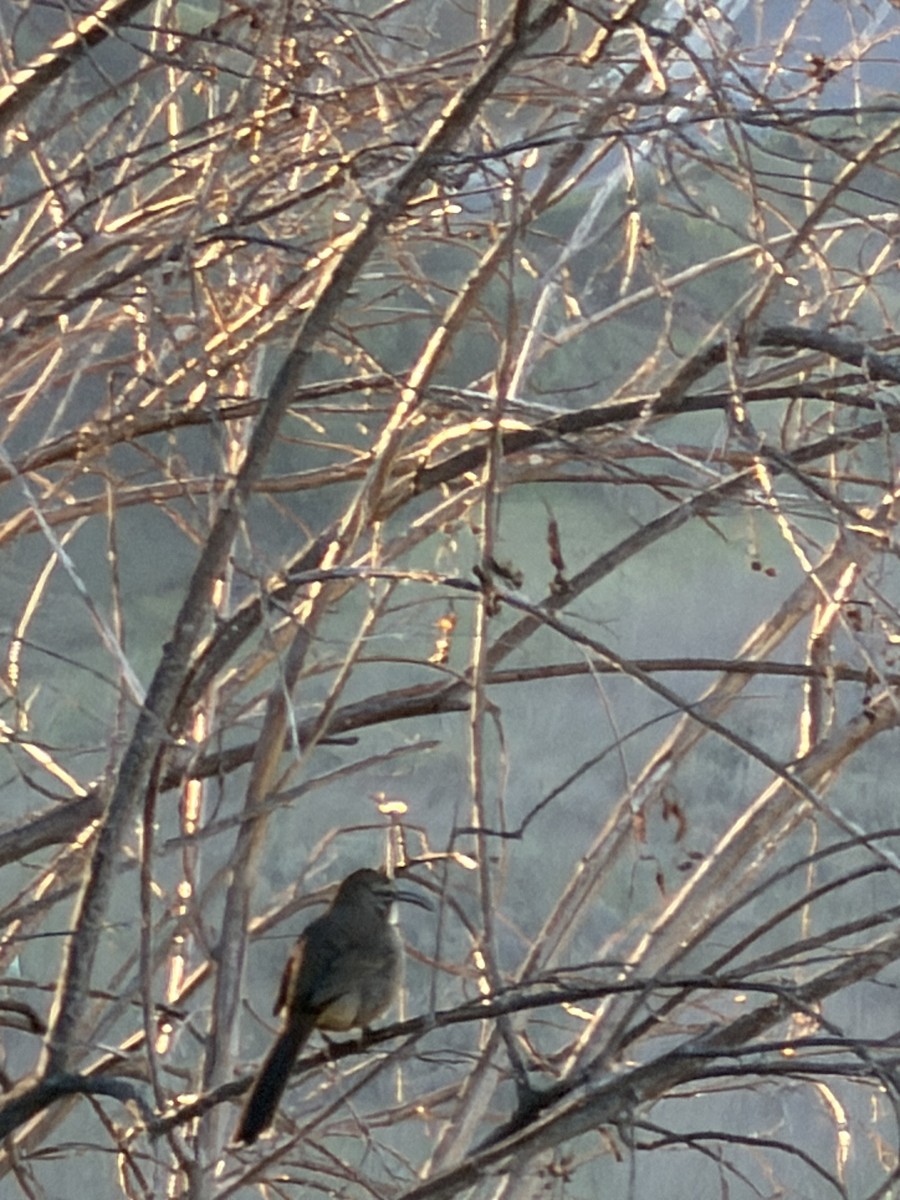 California Thrasher - ML646525266