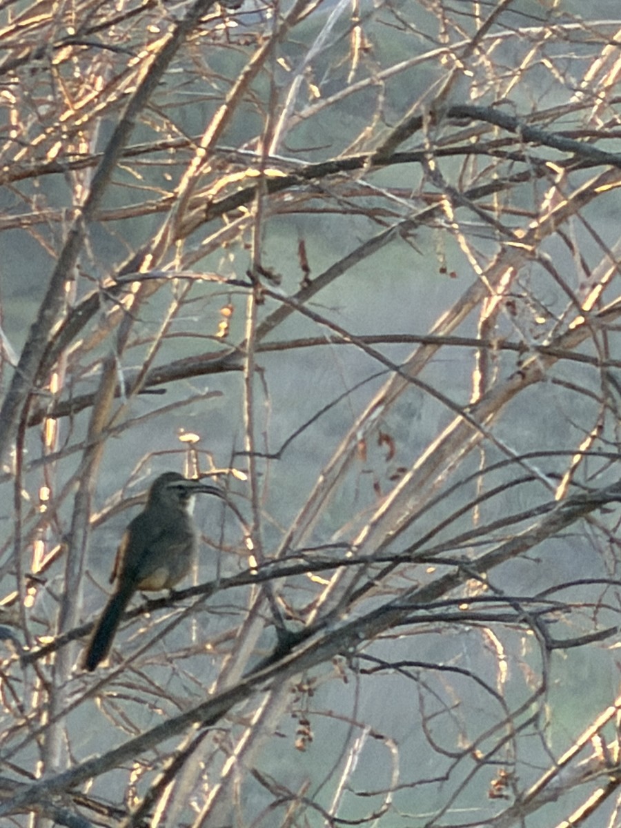 California Thrasher - ML646525267