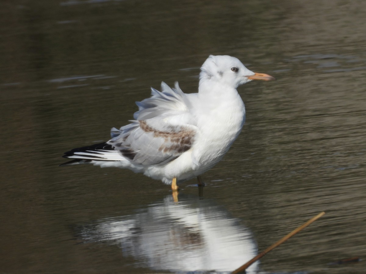 smalnebbmåke - ML646525268