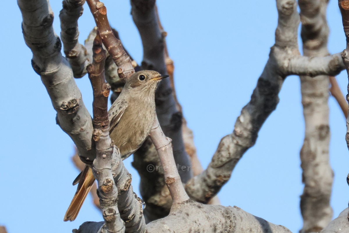 Black Redstart - ML646525269