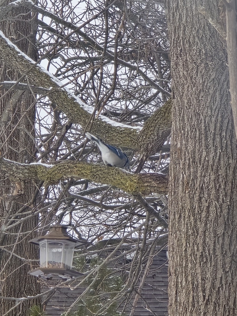 sojka chocholatá - ML646525271