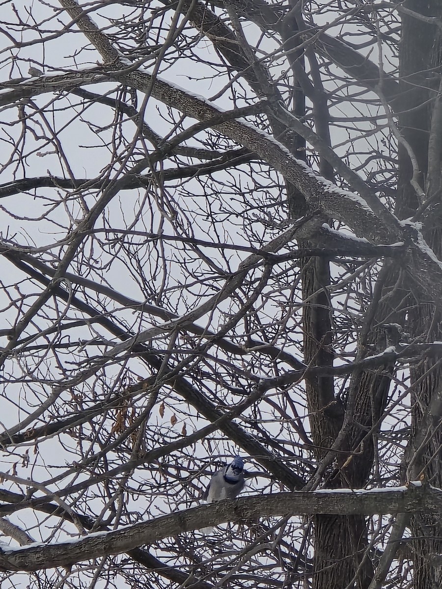 sojka chocholatá - ML646525272